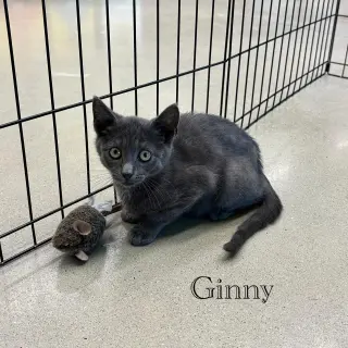 Ginny