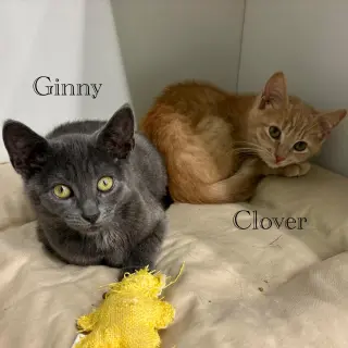 Ginny