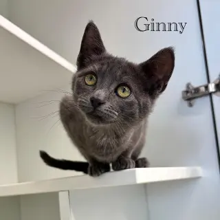 Ginny