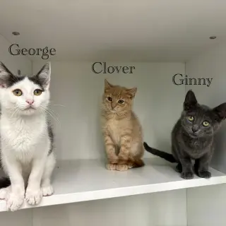 Ginny