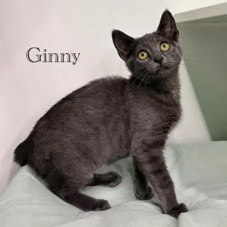 Ginny