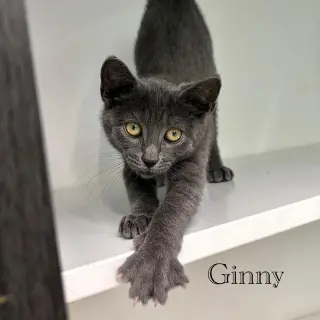 Ginny