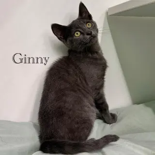 Ginny