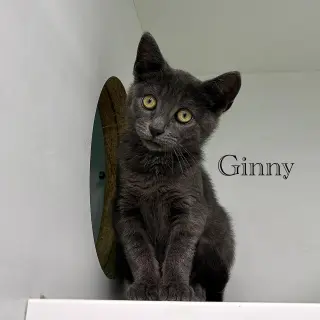 Ginny