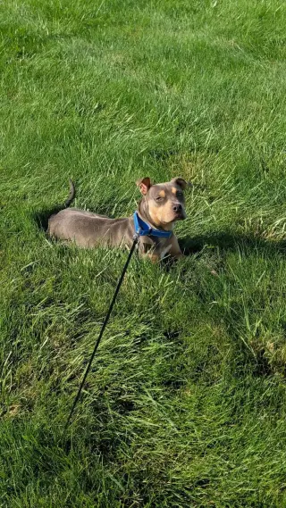 Lottie - No More Applications Please!