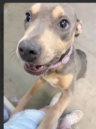 Lottie - No More Applications Please!