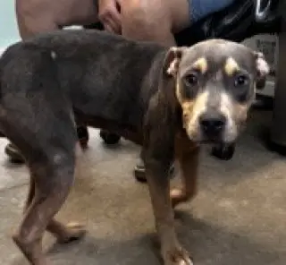 Lottie - No More Applications Please!