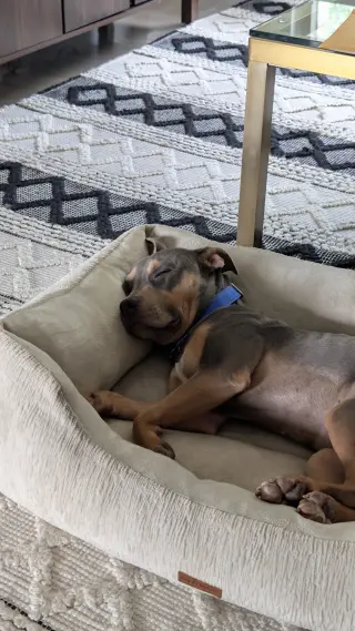 Lottie - No More Applications Please!
