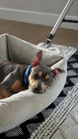 Lottie - No More Applications Please!