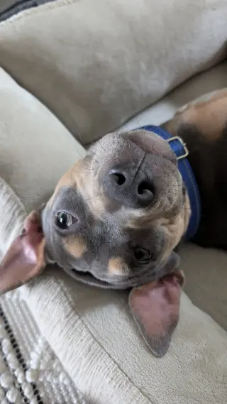 Lottie - No More Applications Please!