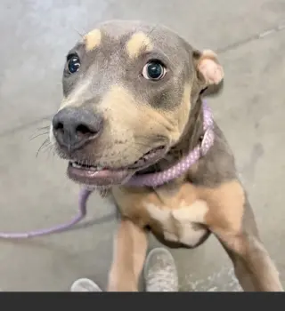 Lottie - No More Applications Please!