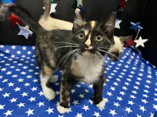 Tori