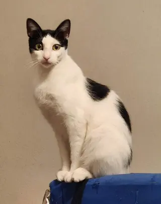 Maggie