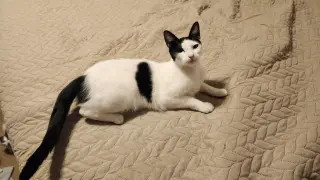 Maggie