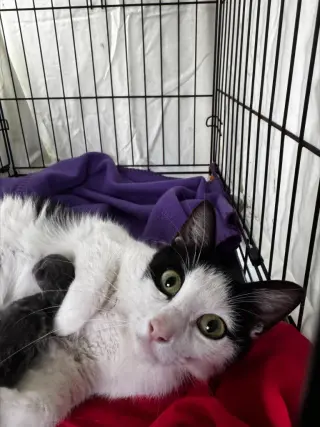 Maggie
