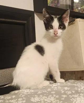 Domino