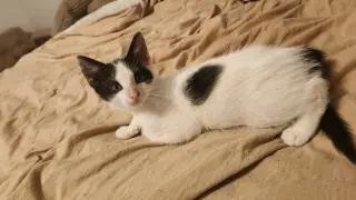 Domino