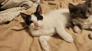 Domino