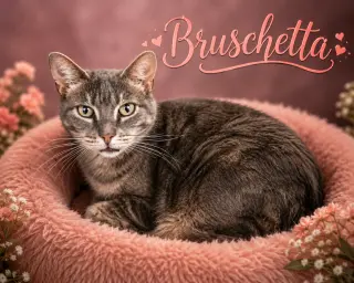 Bruschetta (FCID# 06/17/2026 - 48 Trainer)