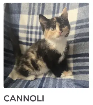 CANNOLI