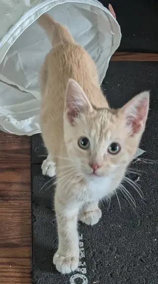 Mini Wheat