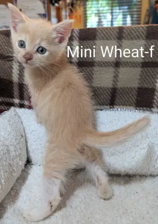 Mini Wheat