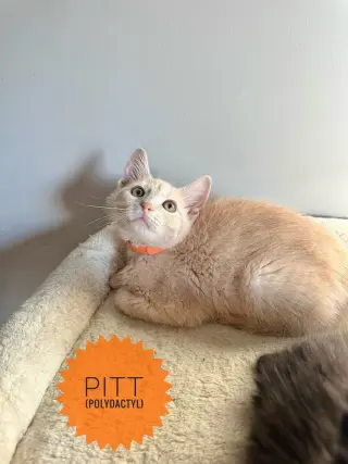 Famous Blondes : Pitt