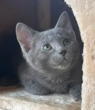 Smoky