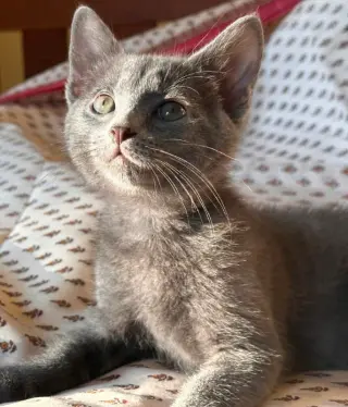 Smoky