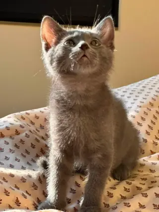Smoky