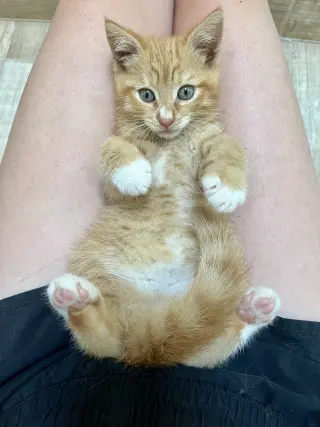 Ernie