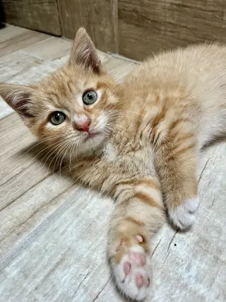 Ernie