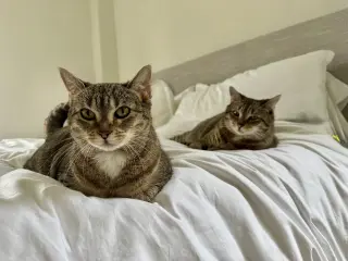 Figgy and Luna