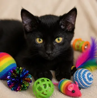 Patch-Gold Collar