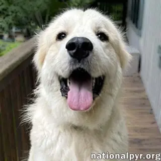 Merida in GA - Sweet & Playful!