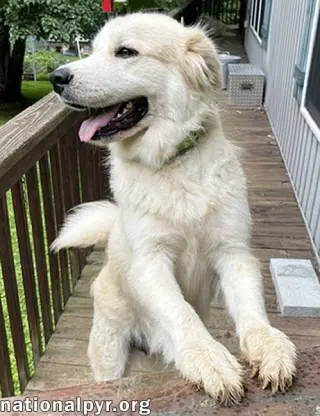 Merida in GA - Sweet & Playful!