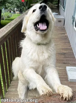 Merida in GA - Sweet & Playful!