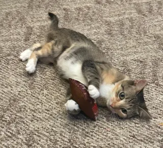 Hershey