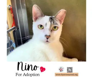 Nino