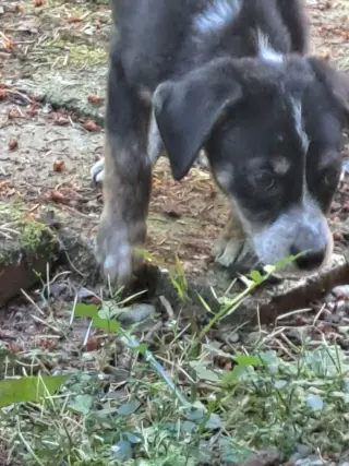 Moxie