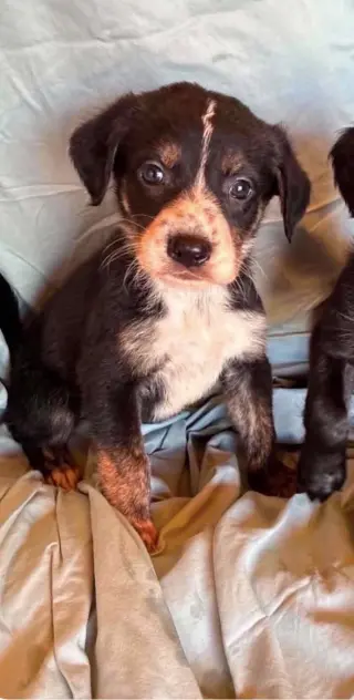 Moxie
