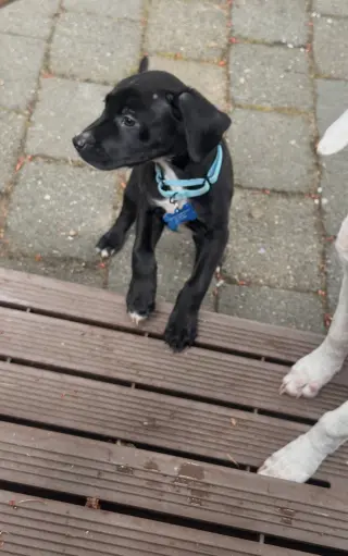 Otis
