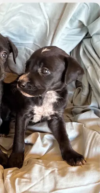 Otis