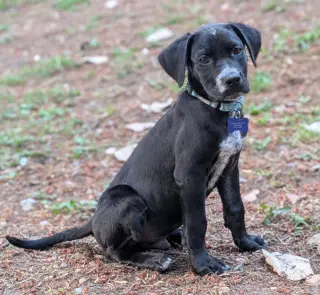 Milo