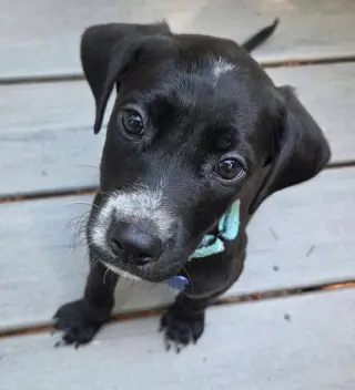 Milo