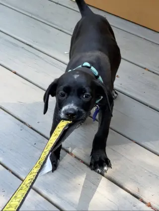 Milo