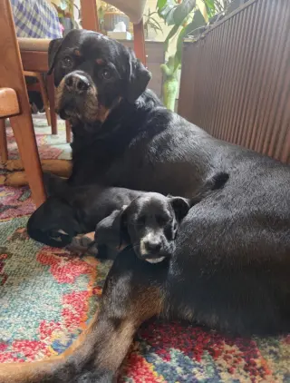 Milo