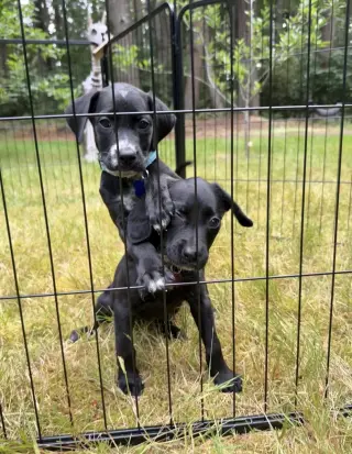 Milo
