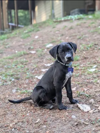 Milo