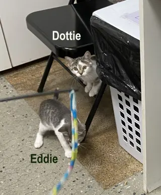 Eddie (FCID# 05/20/2026 - 14 West Chester PetSmart